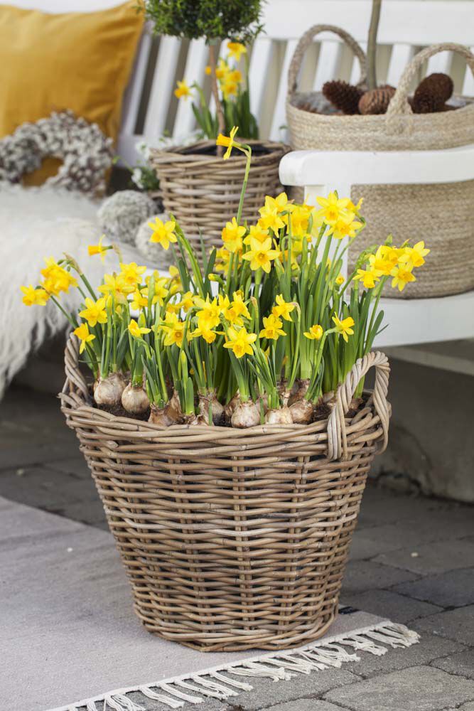 P&aring;skeliljer i kurv