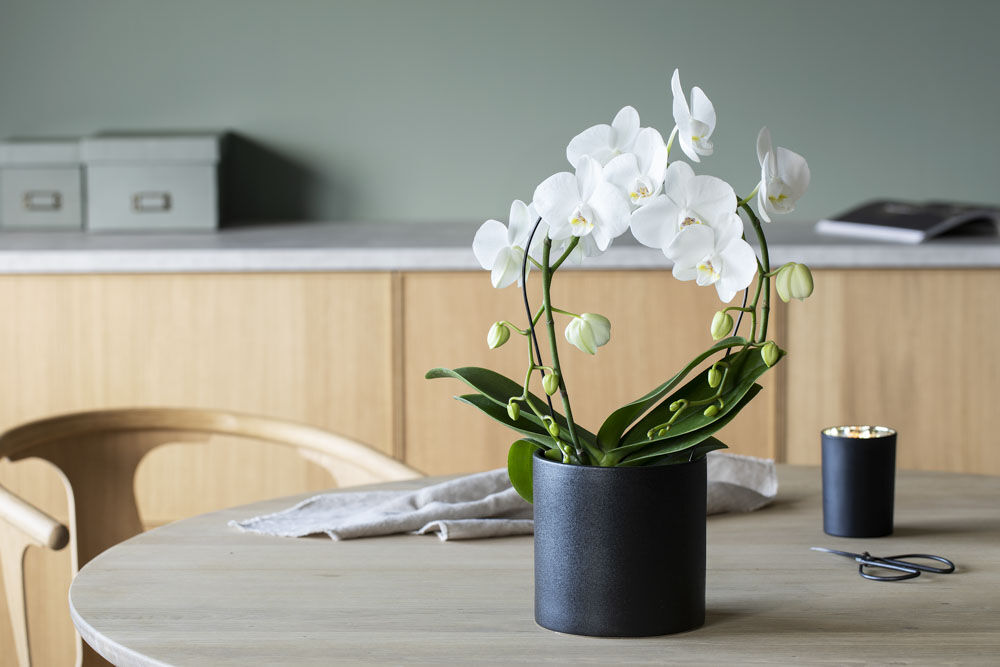 Phalaenopsis orkide Phalaenopsis orkide