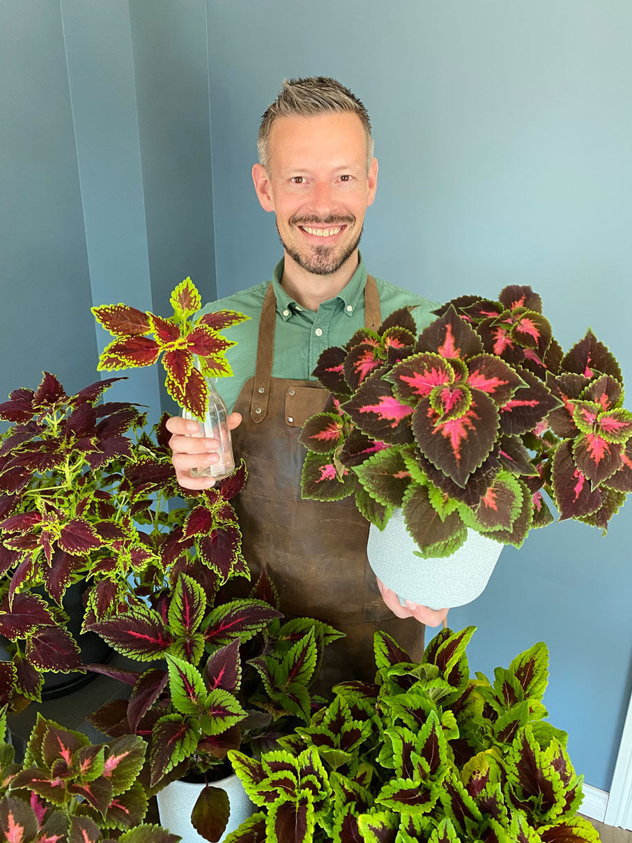 Coleus praktspragle i kurv Coleus praktspragle i kurv