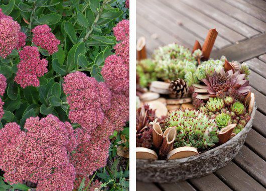 sedum og takløk er svært lettstelte stauder sedum og takløk er svært lettstelte stauder
