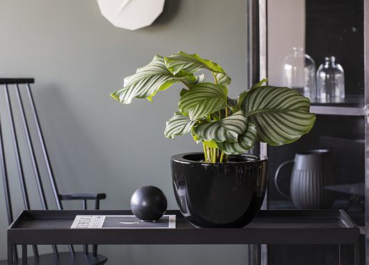 Calathea Orbifolia i stilig Simplicity potte Calathea Orbifolia i stilig Simplicity potte