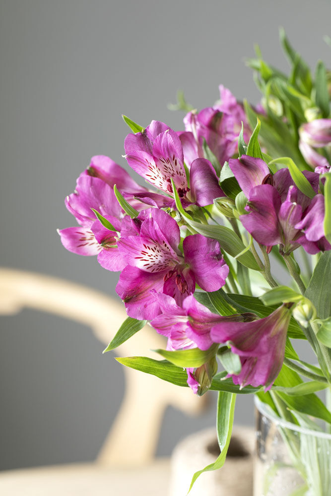 Alstromeria Alstromeria
