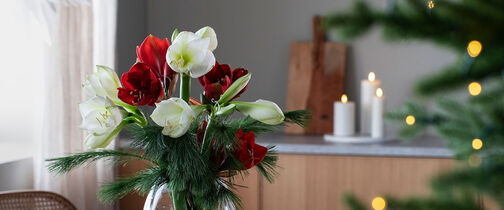 pynt med vakre amaryllis