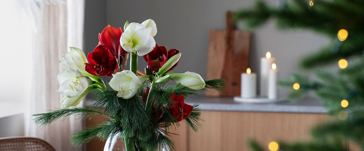 pynt med vakre amaryllis