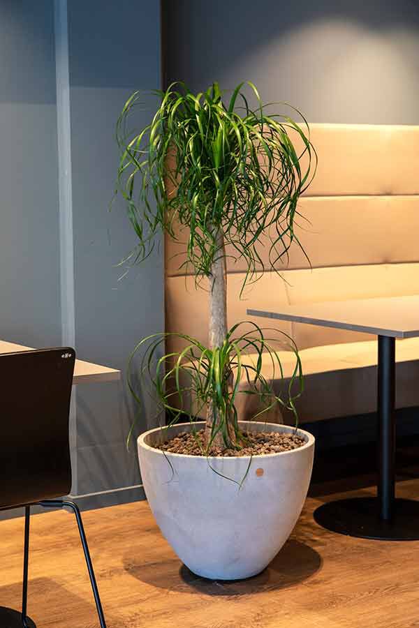Grønne planter Grønne planter