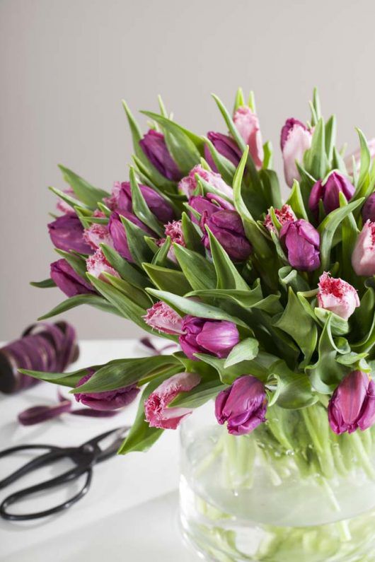 tulipaner i bukett i glassvase tulipaner i bukett i glassvase