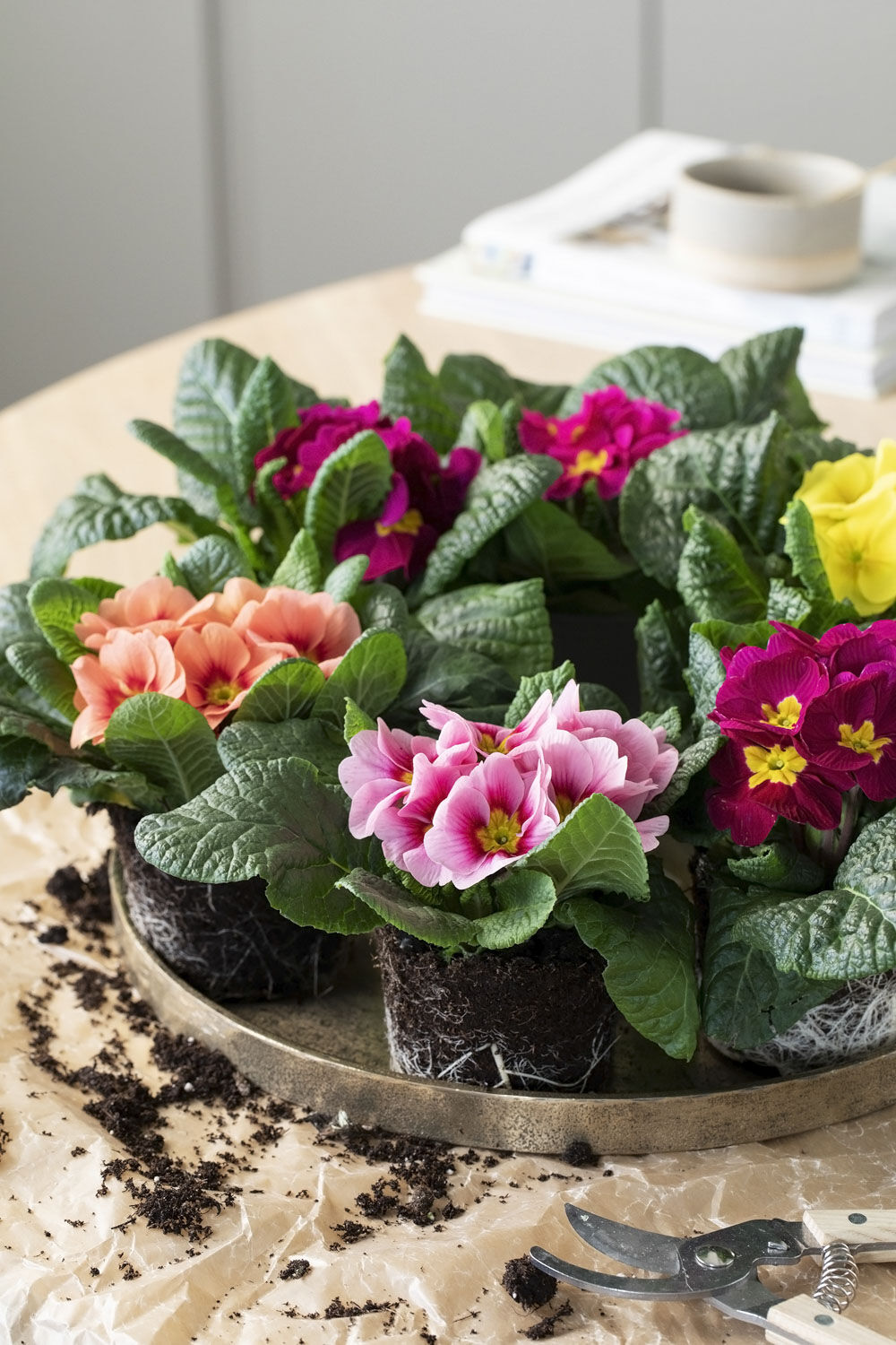 Primula i potter Primula i potter