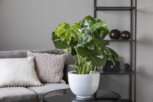monstera er en populære grønn plante monstera er en populære grønn plante