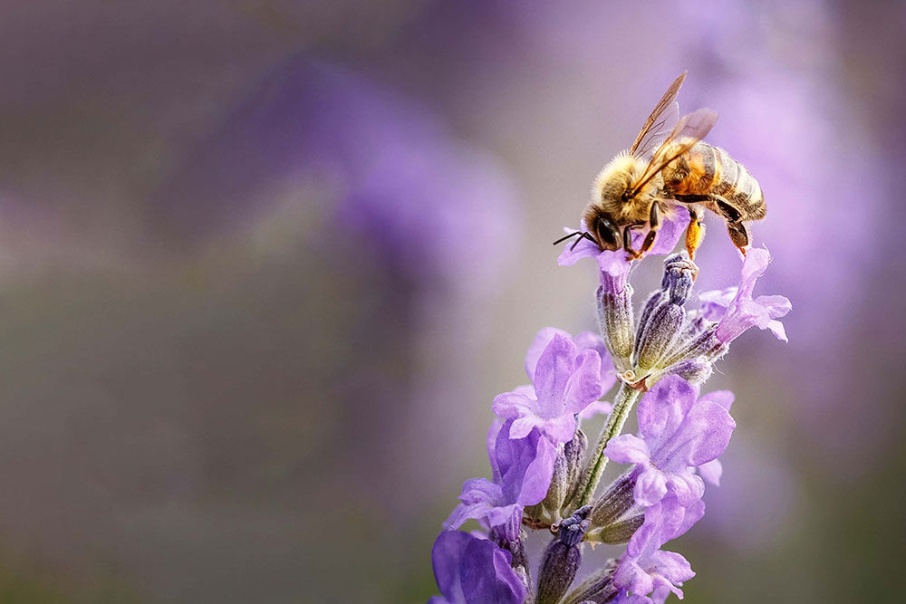 lavendel Hidcote er en av våre bievennlige planter