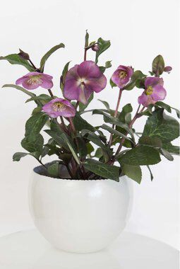 vakker burgunderrosa helleborus vakker burgunderrosa helleborus