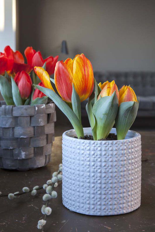 Tulipaner Tulipaner