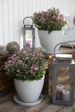 inngangsparti med frilandskrysantemum i rosa_høst inngangsparti med frilandskrysantemum i rosa_høst