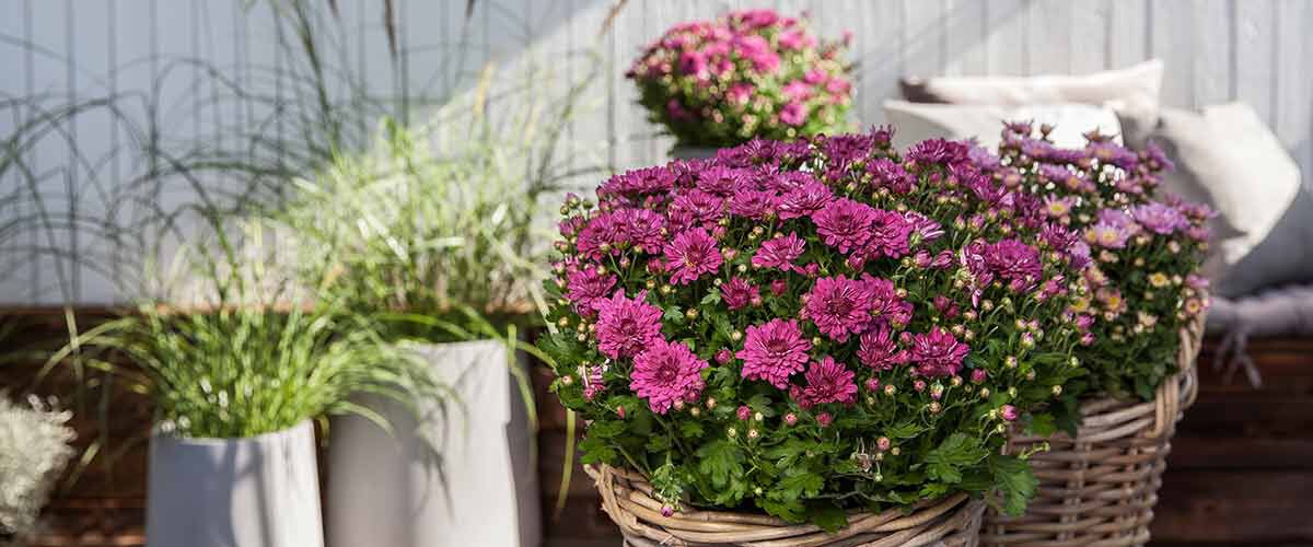 Tilbud på blomster hos Mester Grønn Tilbud på blomster hos Mester Grønn