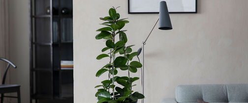 Hoya porselensblomst