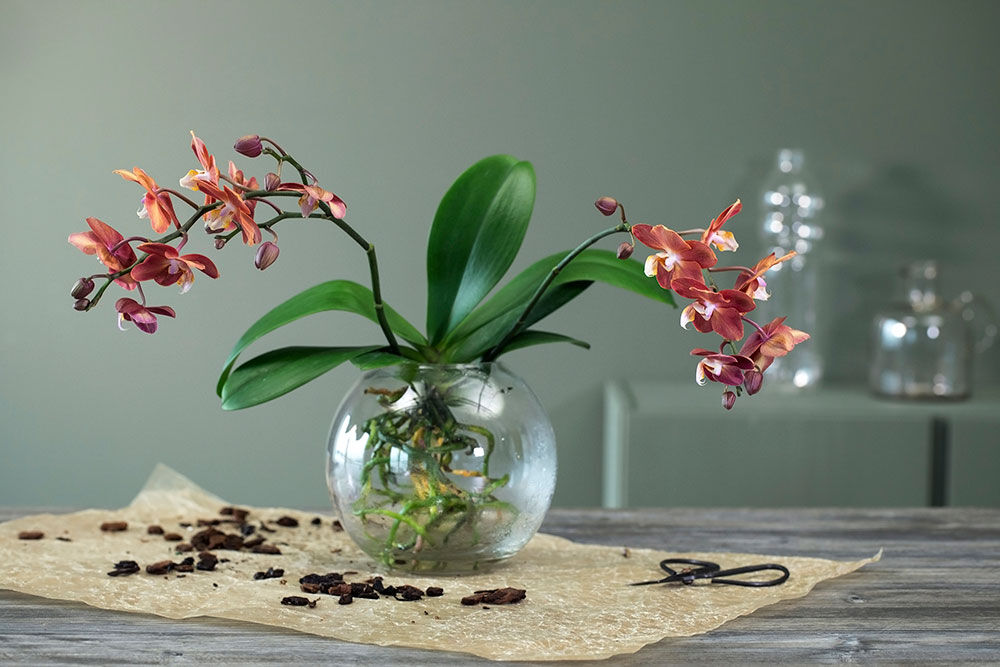 orkide i vase