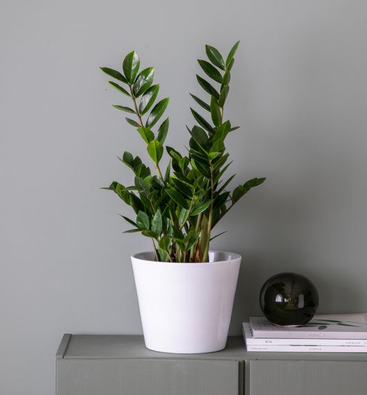 zamioculcas_grønne planter zamioculcas_grønne planter