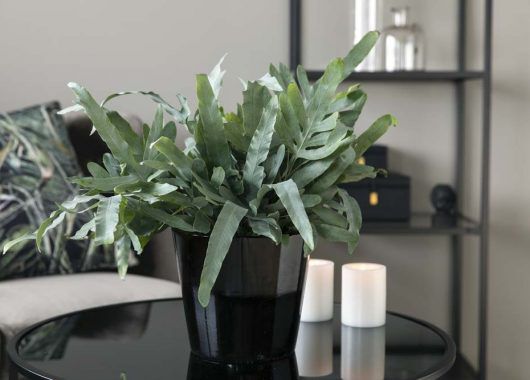 phlebodium_grønne planter phlebodium_grønne planter