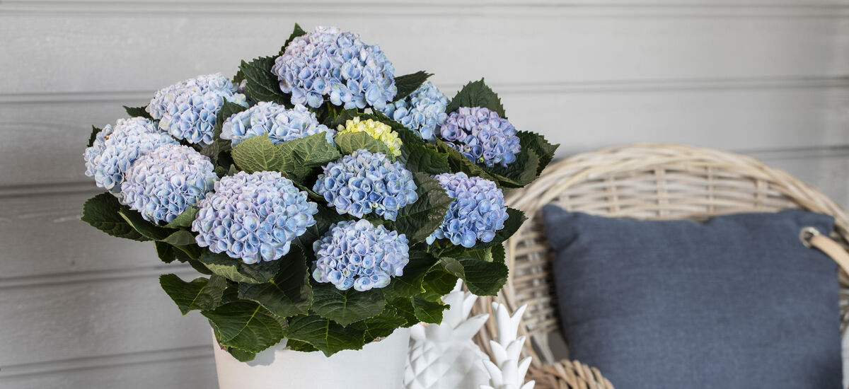 hortensia magical