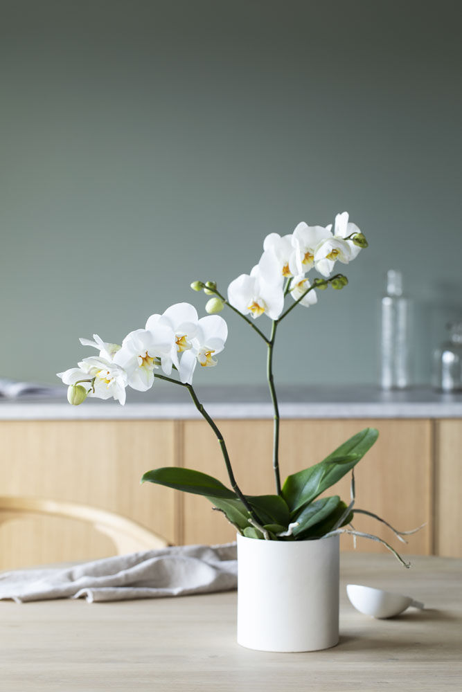 Hvit Phalaenopsis orkide Hvit Phalaenopsis orkide