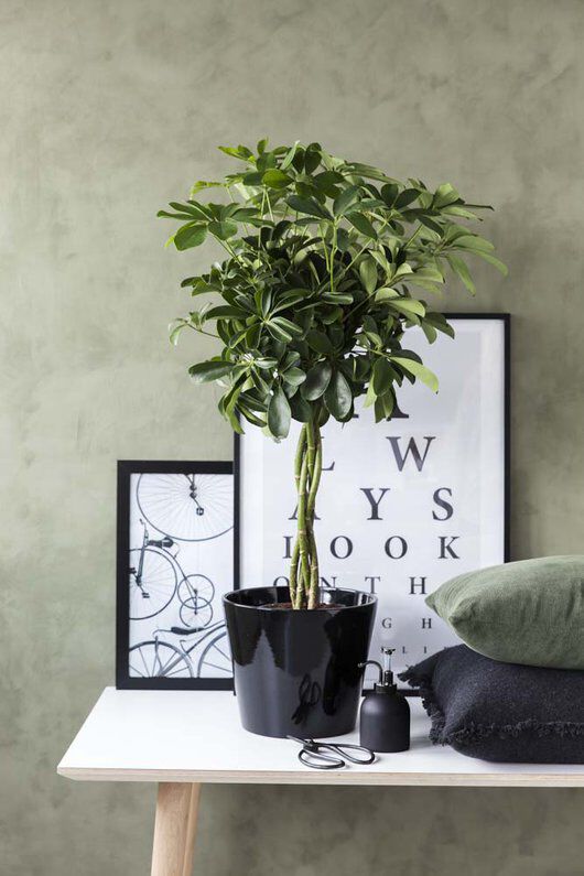 grønne planter schefflera i miljø grønne planter schefflera i miljø