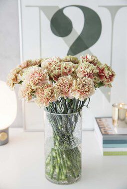 nelliker i vase nelliker i vase