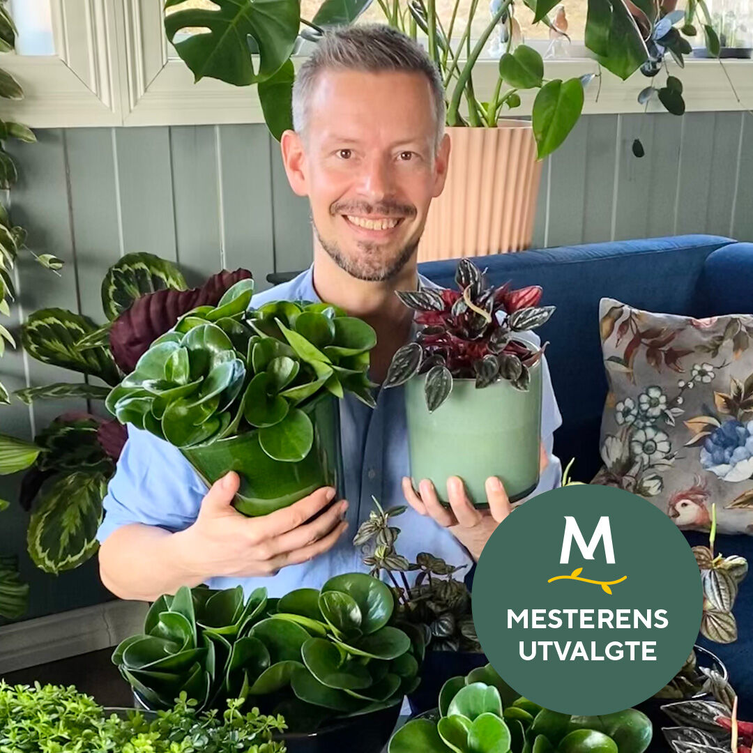 Peperomia Peperomia