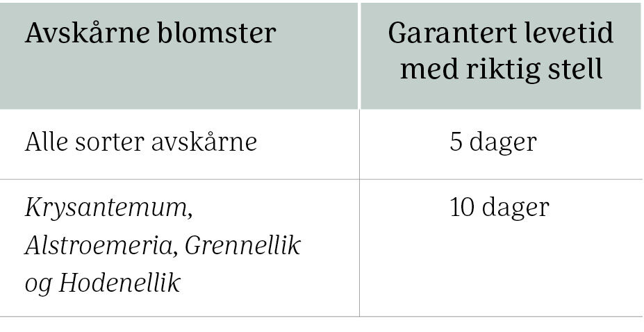 Bilde uten navn