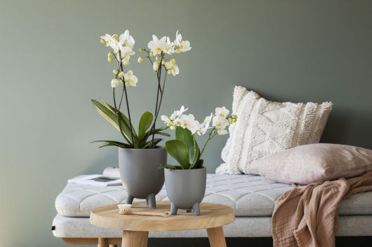 phalaenopsis orkide i glassvase phalaenopsis orkide i glassvase