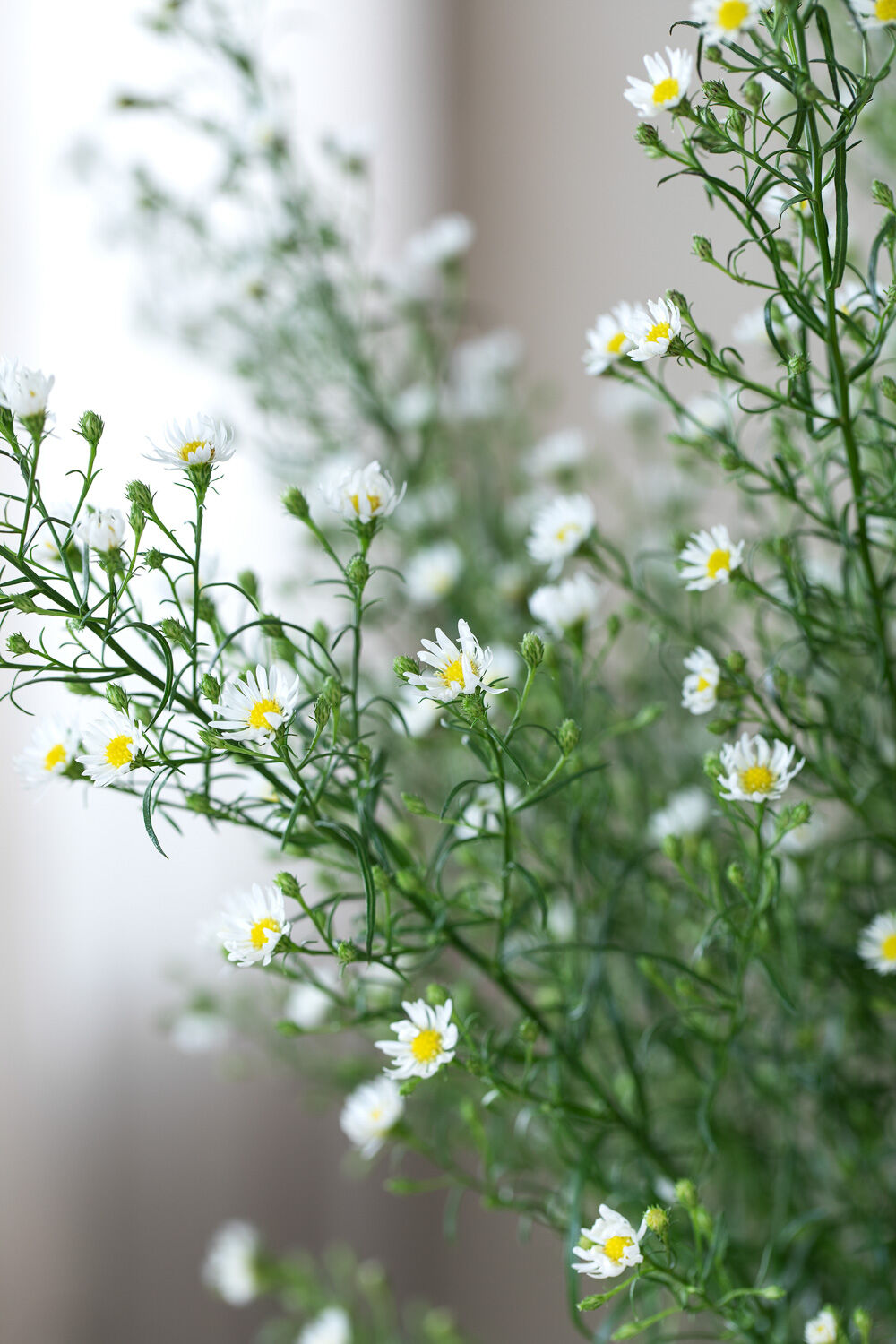 Asters Monte Casso