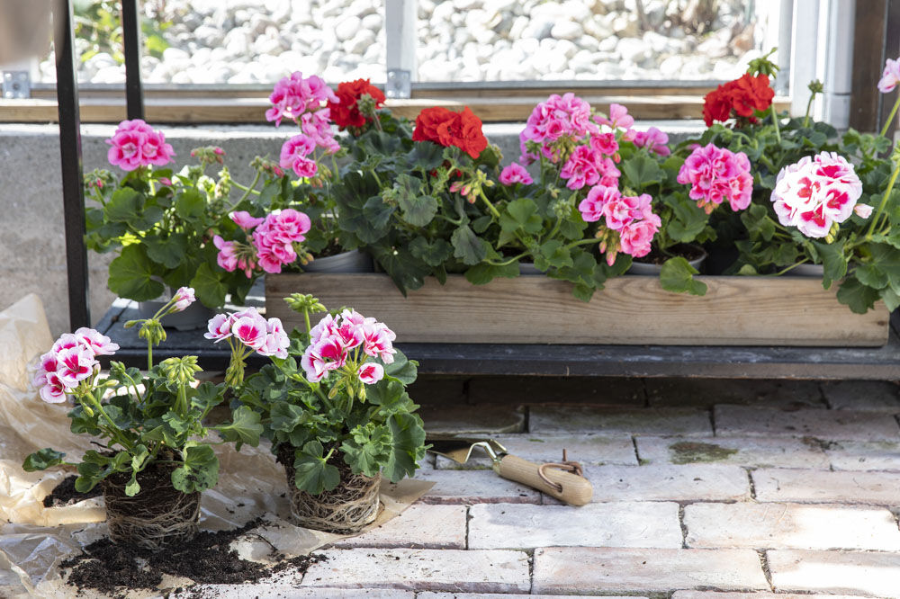 Plante i potte Plante i potte