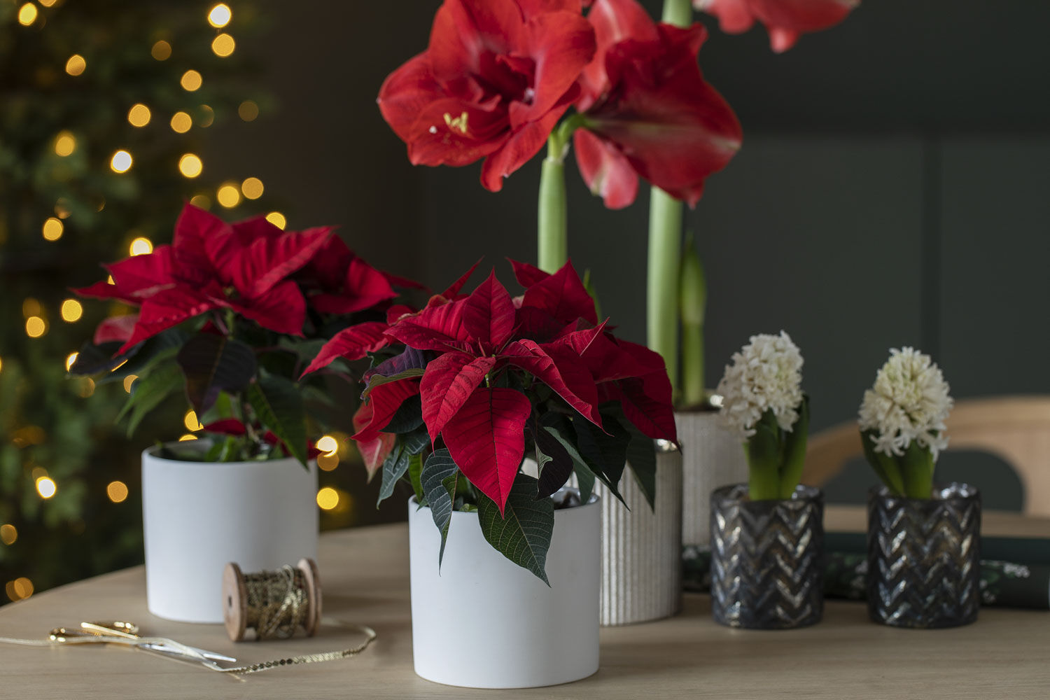 Røde juleblomster Røde juleblomster