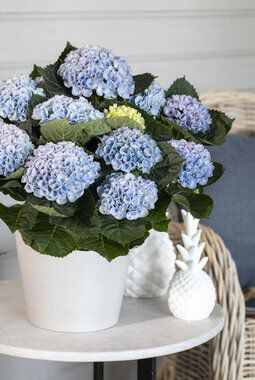 blå hortensia blå hortensia