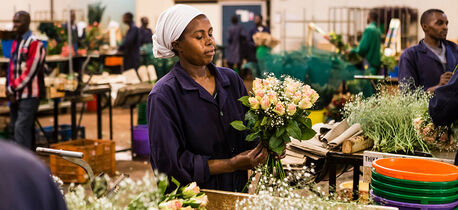 Fairtrade roseplantasje