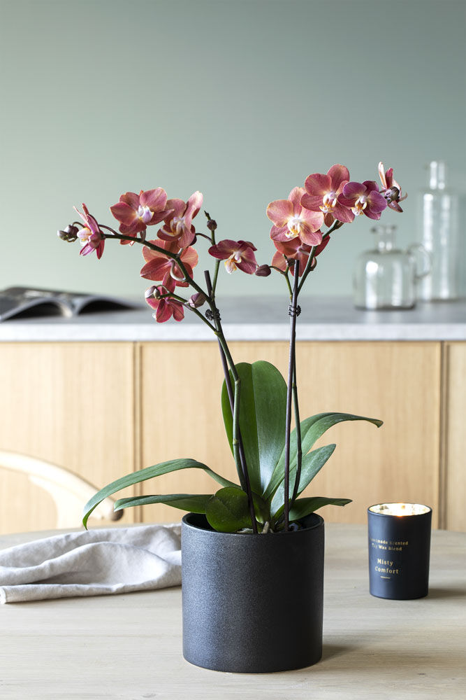 phalaenopsis orkide i miljø phalaenopsis orkide i miljø