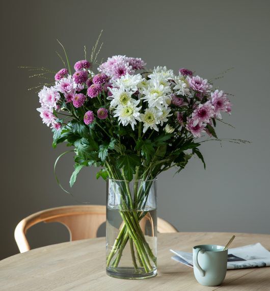 Krysantemum Krysantemum