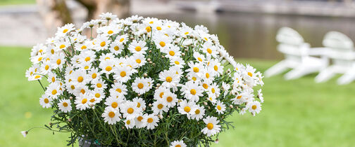 Blomster