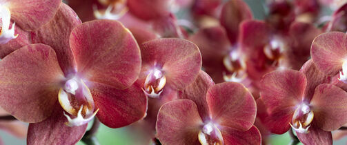 Bestill orkidéer på nett 