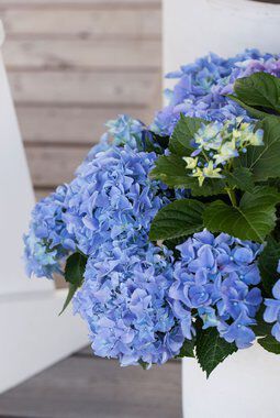 blå hortensia blå hortensia