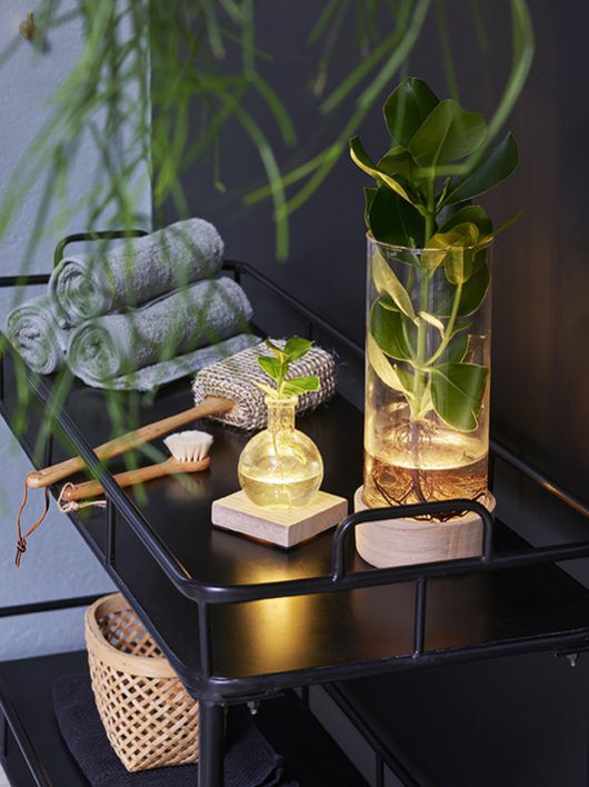 Sansevieria zeylanica på baderom Sansevieria zeylanica på baderom