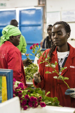 Fairtrade roseplantasje Fairtrade roseplantasje
