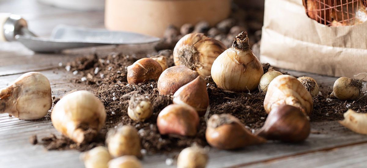 plant blomsterløk i krukker