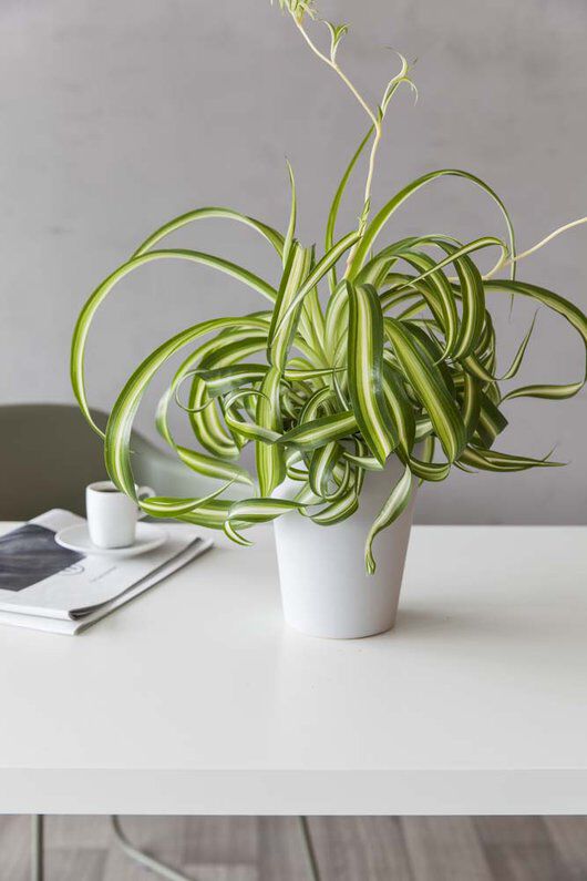 grønnrenne_grønne planter grønnrenne_grønne planter