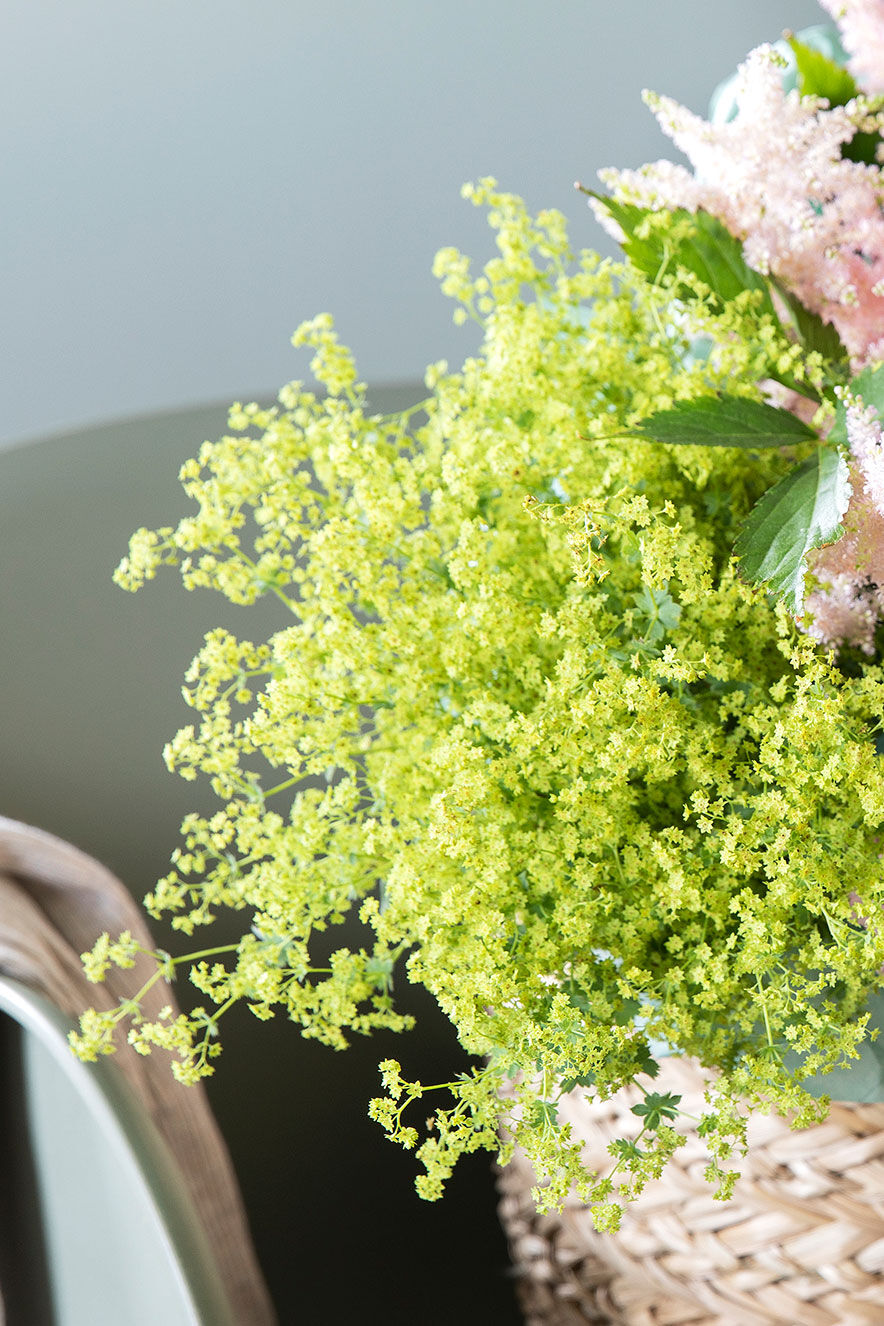Alchemilla marikåpe