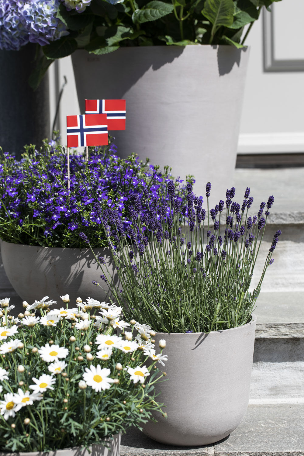 blomster i rødt, hvitt og grønt til nasjonaldagen blomster i rødt, hvitt og grønt til nasjonaldagen