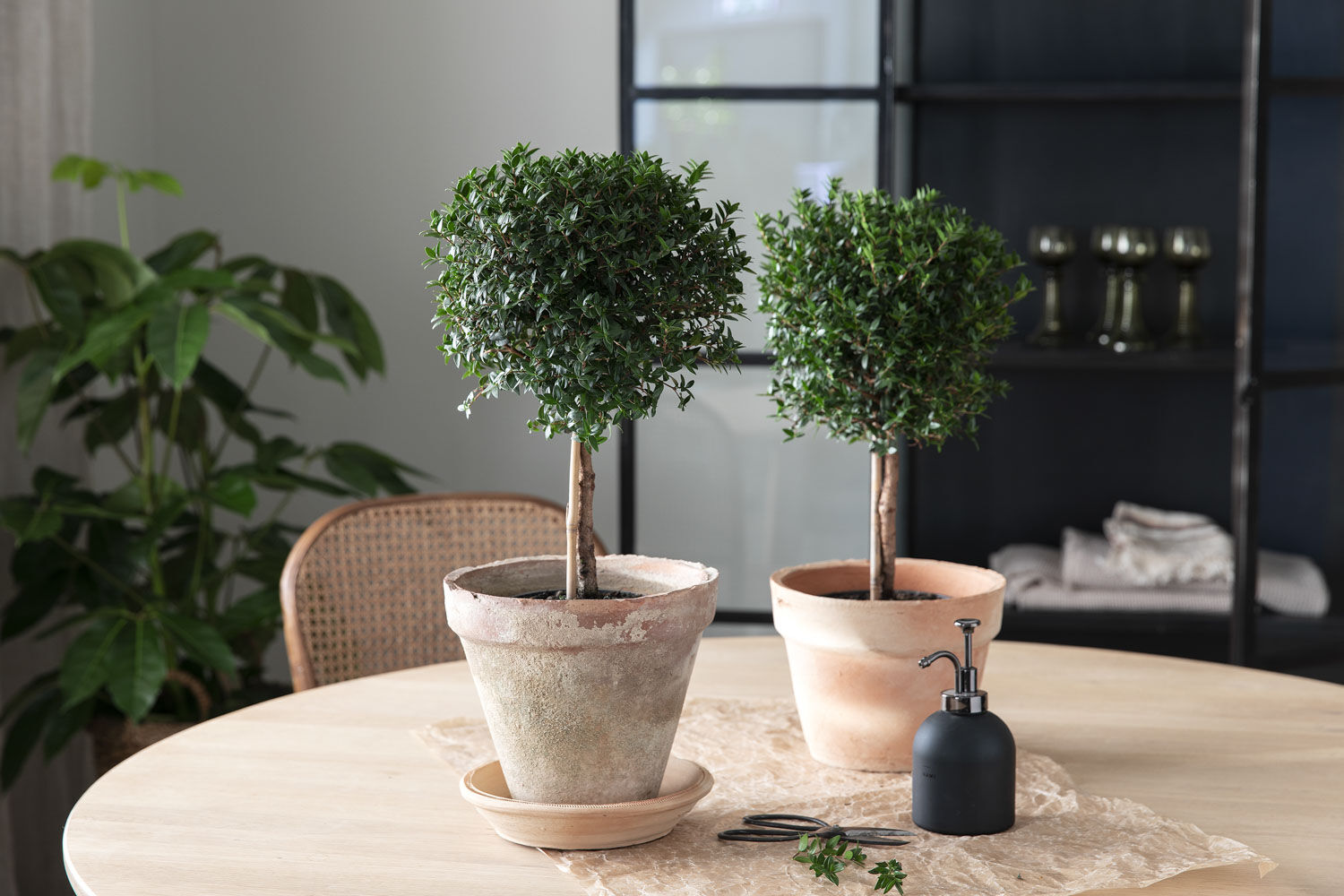 Myrt - grønne planter Myrt - grønne planter