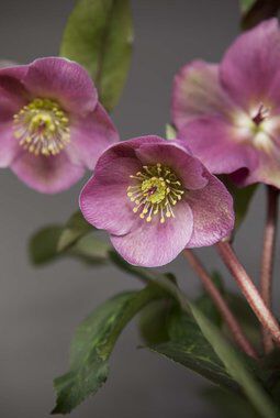 vakker burgunderrosa helleborus vakker burgunderrosa helleborus