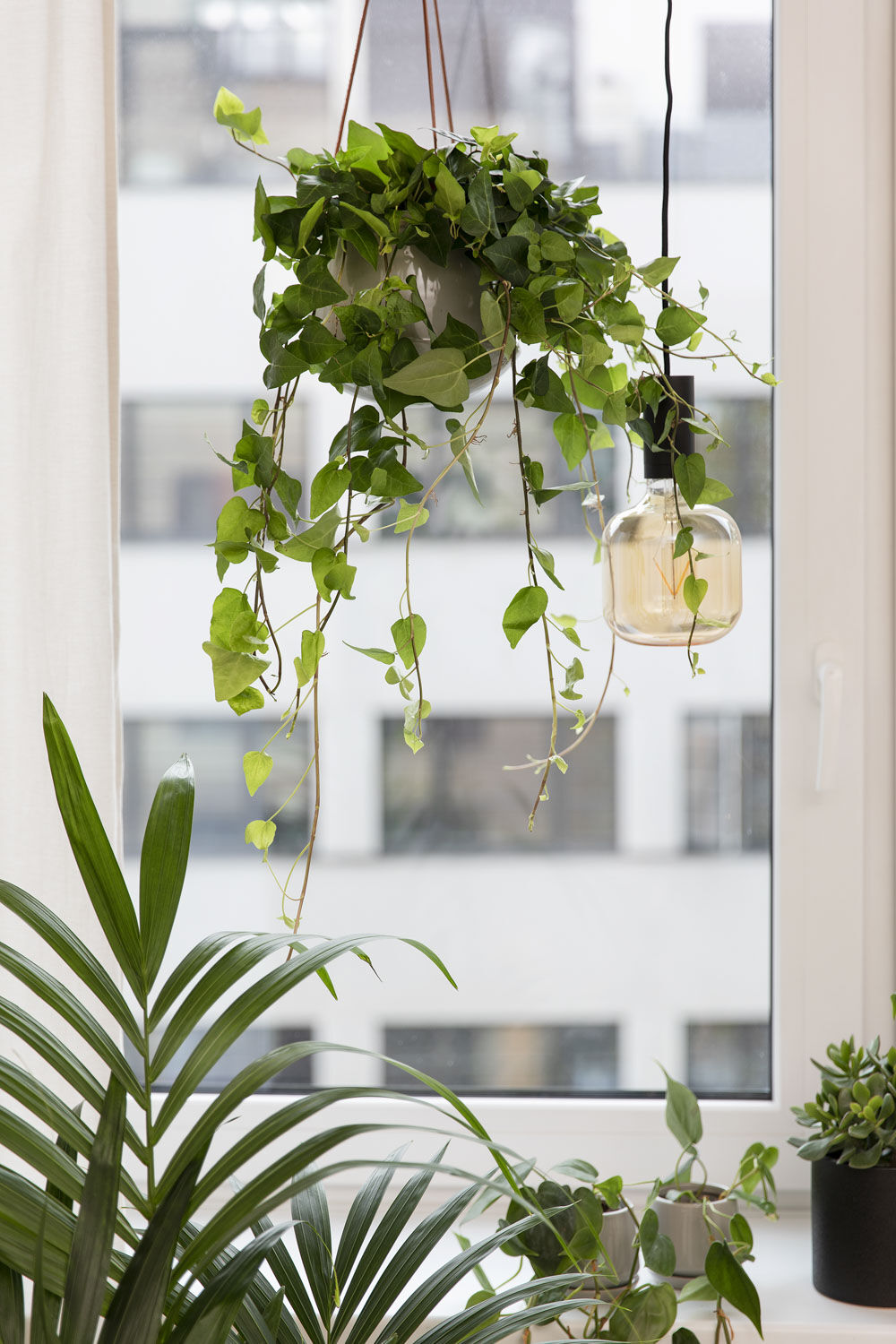 Grønne planter på hybel Grønne planter på hybel