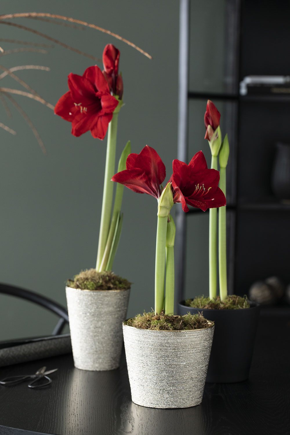 Rød amaryllis Rød amaryllis