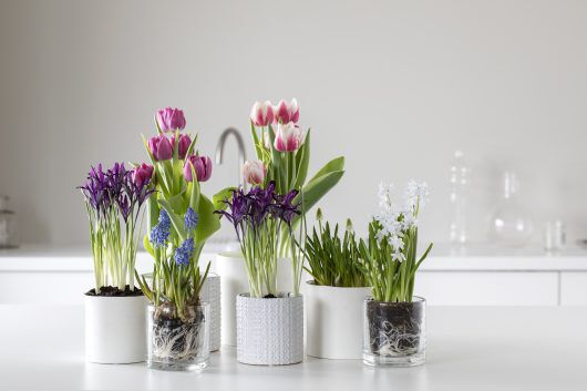 løkblomster løkblomster