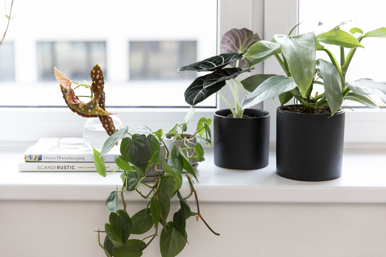 Grønne planter på hybel Grønne planter på hybel